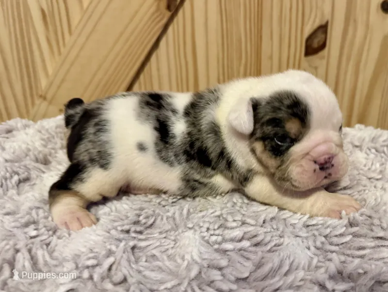 Snickers – English Bulldog puppy for sale in Hinton, IA