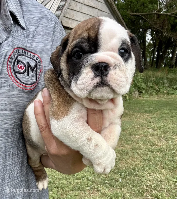 Daphne – English Bulldog puppy for sale in Hinton, IA