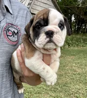 Daphne, a female English Bulldog for sale in Hinton, IA – 1 of 7