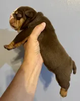 Rolo, a male English Bulldog for sale in Hinton, IA – 4 of 4