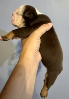 Reeses, a male English Bulldog for sale in Hinton, IA – 3 of 4