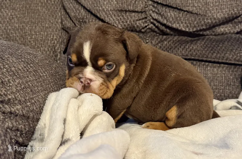 Rolo – English Bulldog puppy for sale in Hinton, IA