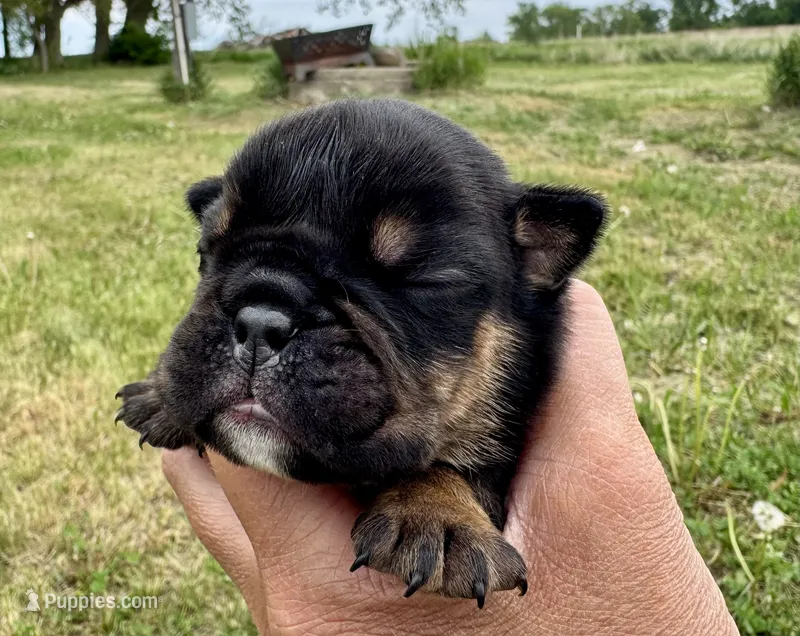 Michelangelo – English Bulldog puppy for sale in Hinton, IA