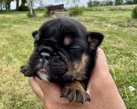 Michelangelo, a male English Bulldog for sale in Hinton, IA – 1 of 5