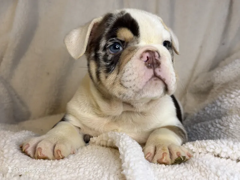 Louis – English Bulldog puppy for sale in Hinton, IA