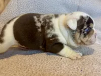 Louis, a male English Bulldog for sale in Hinton, IA – 3 of 9
