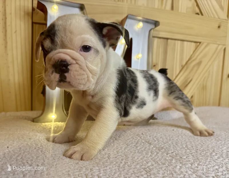 Snickers – English Bulldog puppy for sale in Hinton, IA