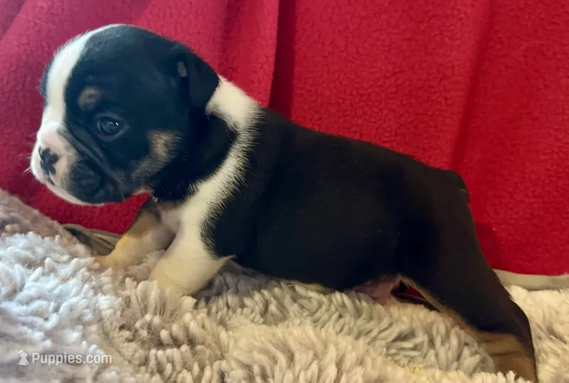 Fred – English Bulldog puppy for sale in Hinton, IA