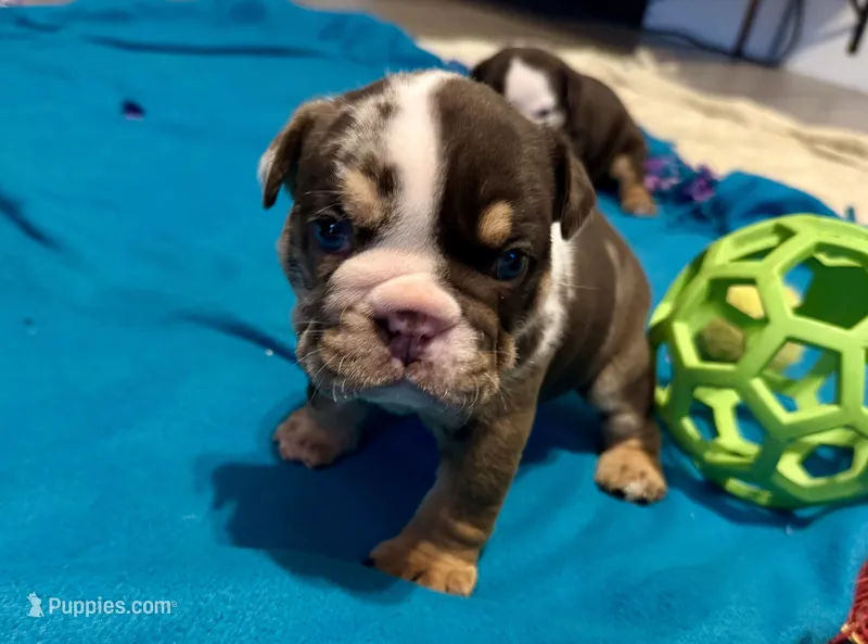 Crunch – English Bulldog puppy for sale in Hinton, IA