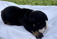 Donatello, a male English Bulldog for sale in Hinton, IA – 5 of 6