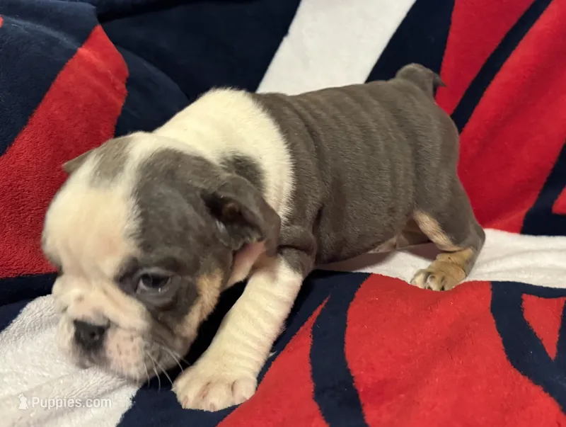 Pinky – English Bulldog puppy for sale in Hinton, IA