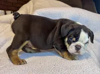 Reeses, a male English Bulldog for sale in Hinton, IA – 6 of 8