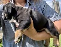 Donatello, a male English Bulldog for sale in Hinton, IA – 3 of 8