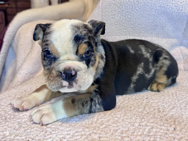 Skittles – English Bulldog puppy for sale in Hinton, IA