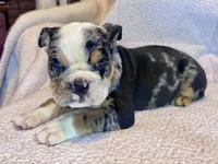 Skittles, a female English Bulldog for sale in Hinton, IA – 6 of 8