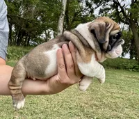 Daphne, a female English Bulldog for sale in Hinton, IA – 3 of 7