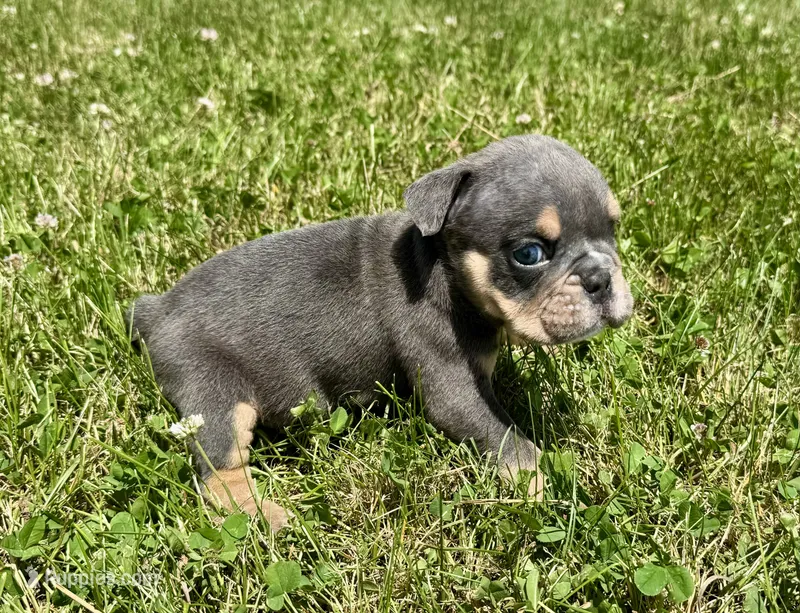Leonardo – English Bulldog puppy for sale in Hinton, IA