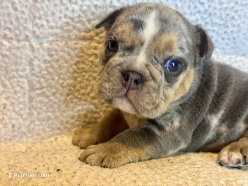 Versace – English Bulldog puppy for sale in Hinton, IA