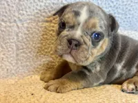 Versace, a male English Bulldog for sale in Hinton, IA – 1 of 10