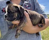 Inky, a female English Bulldog for sale in Hinton, IA – 3 of 3