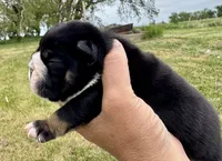 Donatello, a male English Bulldog for sale in Hinton, IA – 2 of 6