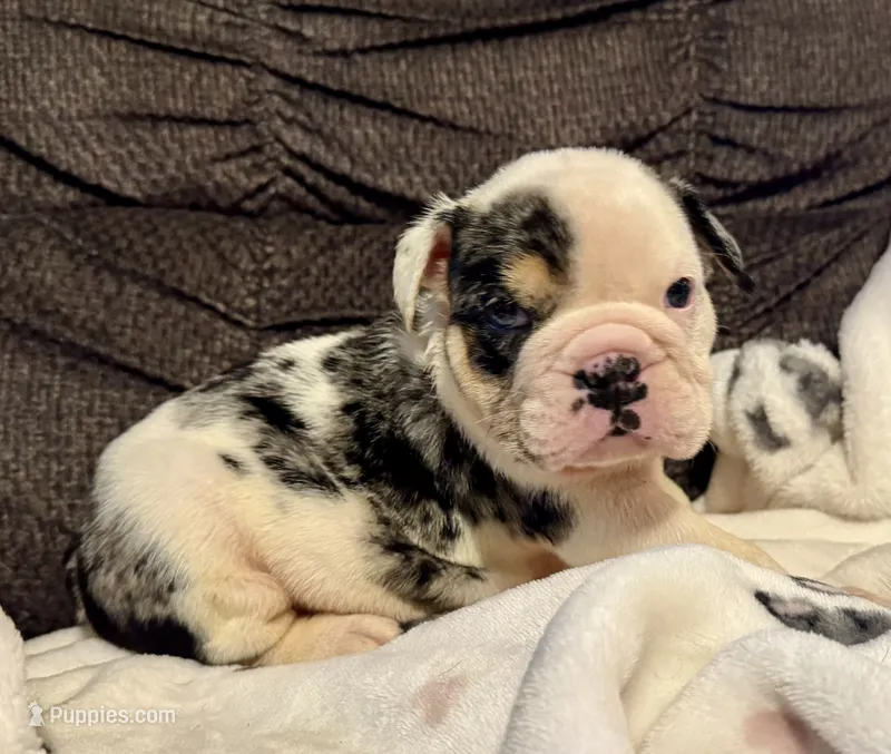 Snickers – English Bulldog puppy for sale in Hinton, IA