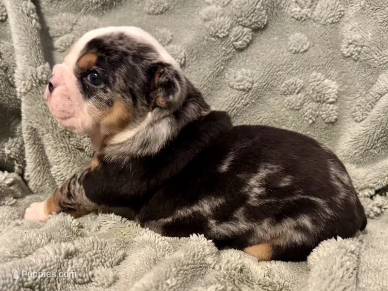 Skittles – English Bulldog puppy for sale in Hinton, IA