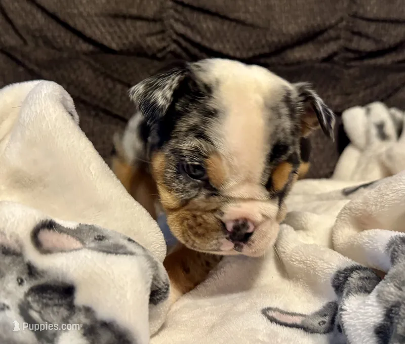 Skittles – English Bulldog puppy for sale in Hinton, IA