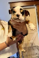 Skittles, a female English Bulldog for sale in Hinton, IA – 2 of 8