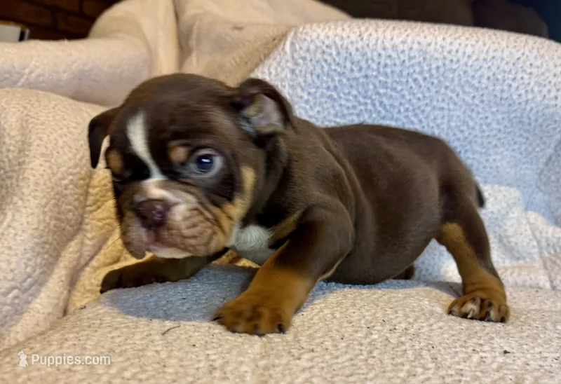 Rolo – English Bulldog puppy for sale in Hinton, IA