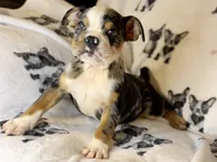Skittles, a female English Bulldog for sale in Hinton, IA – 6 of 8