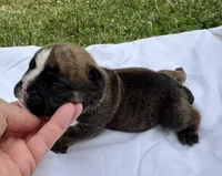 Clyde, a male English Bulldog for sale in Hinton, IA – 2 of 3