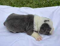 Pinky, a female English Bulldog for sale in Hinton, IA – 3 of 5