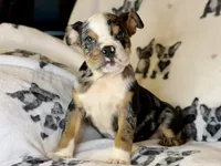 Skittles, a female English Bulldog for sale in Hinton, IA – 8 of 8