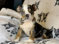 Skittles, a female English Bulldog for sale in Hinton, IA – 1 of 8