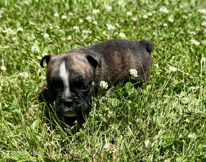 Blinky – English Bulldog puppy for sale in Hinton, IA