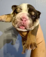 Crunch, a male English Bulldog for sale in Hinton, IA – 1 of 4