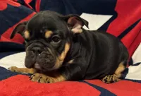 Michelangelo, a male English Bulldog for sale in Hinton, IA – 5 of 10