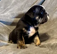 Shaggy, a male English Bulldog for sale in Hinton, IA – 7 of 8