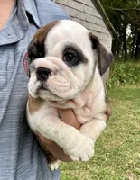 Daphne, a female English Bulldog for sale in Hinton, IA – 2 of 7