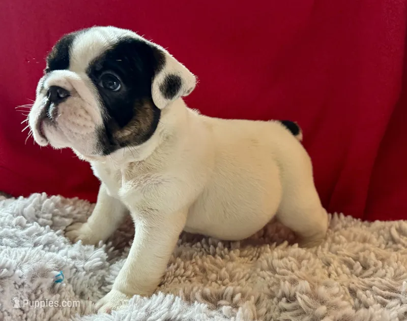 Olaf – English Bulldog puppy for sale in Hinton, IA
