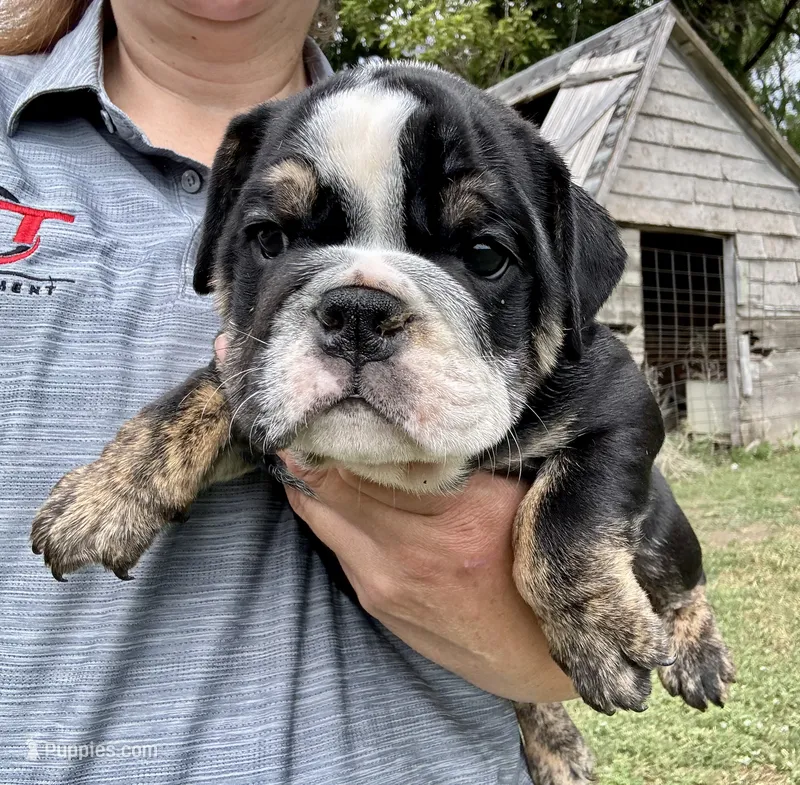 Shaggy – English Bulldog puppy for sale in Hinton, IA