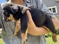 Michelangelo, a male English Bulldog for sale in Hinton, IA – 2 of 4
