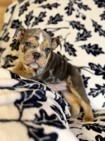 Versace, a male English Bulldog for sale in Hinton, IA – 9 of 10