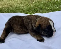 Clyde, a male English Bulldog for sale in Hinton, IA – 3 of 3