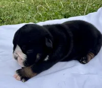 Donatello, a male English Bulldog for sale in Hinton, IA – 3 of 6