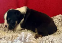 Fred, a male English Bulldog for sale in Hinton, IA – 6 of 10