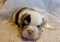 Louis, a male English Bulldog for sale in Hinton, IA – 8 of 9