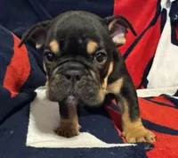 Michelangelo, a male English Bulldog for sale in Hinton, IA – 7 of 10