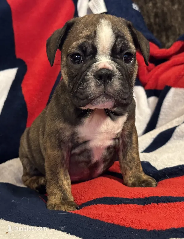 Inky – English Bulldog puppy on hold in Hinton, IA